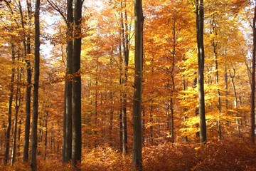 Obraz premium Herbstwald