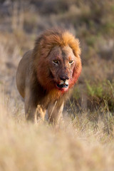 Lion witha bloody mane in the wilderness