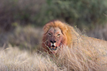Lion witha bloody mane in the wilderness