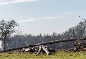 Brennholz Lager auf dem Feld im Winter © focus finder