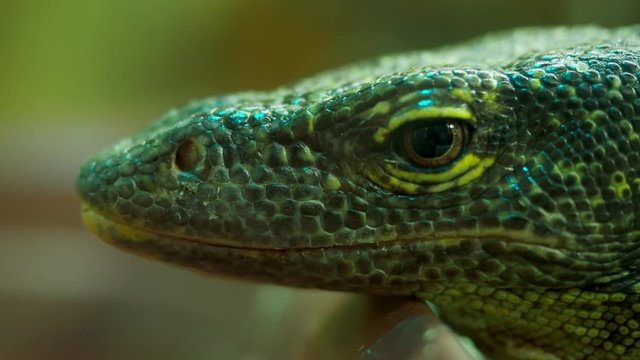 Close-up green of a lizard in a zoo.