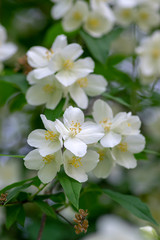 Philadelphus coronarius sweet mock-orange white flowers in bloom on shrub branches, flowering English dogwood ornamental plant