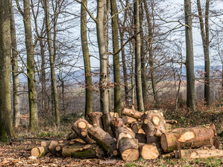 Brennholz Lager auf dem Feld im Winter