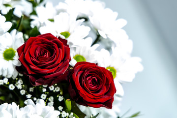 Rosen Valentinstag Liebe Blumen Valentines Day roses love