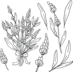 Contour vector illustration with lavender bouquet and leaves on white background. Good for printing. Cute spring bouquet. Postcard and logo printable elements. Coloring book ideas. Doodle style.