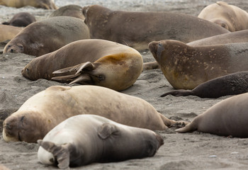 Wall of blubber, Elephant Seals in South Georgia 