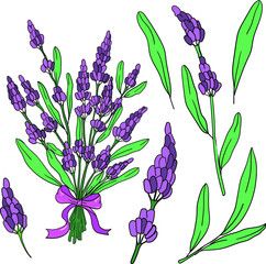 Color vector illustration with lavender bouquet on white background. Logo and postcard elements. Floral botanical illustration. Good for printing. Isolated set.