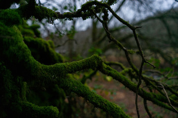 Fototapeta premium Verdure