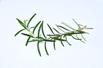 macro photography green rosemary branch and tasty aroma, isolated on white background
