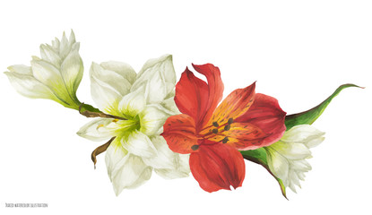 Obraz na płótnie Canvas Wedding floral vignette with white hippeastrum and red alstroemeria flowers, traced watercolor illustration