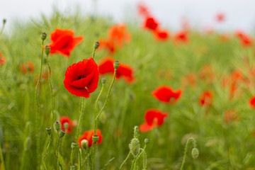 Field with wild red poppies flowers, countryside
