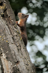 Red Squirrel (Sciurus vulgaris) in woods near Basel, Switzerland