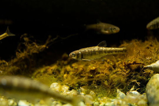 Phoxinus phoxinus underwater, minnow swimming underwater