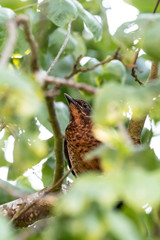 bird on a branch