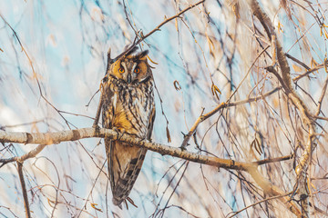 beautiful owl on a branch is backlit by the morning sun