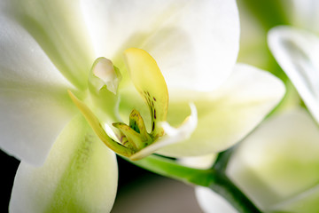 Orchidee in weiß  makro Nahaufnahme Hintergrund