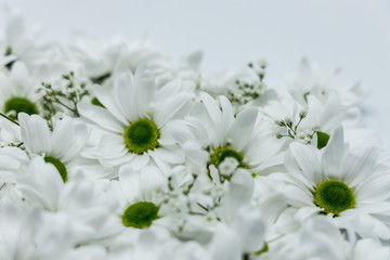 Fototapeta premium Blumen Chrysanthemen Winterastern Strauss Valentinstag Liebe Love