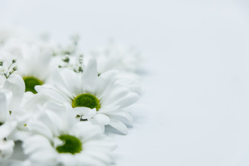 Blumen Chrysanthemen Winterastern Strauss Valentinstag Liebe Love