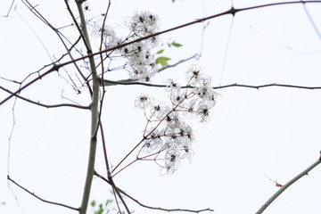 Delicate white flowers blossoms in winter landscape.