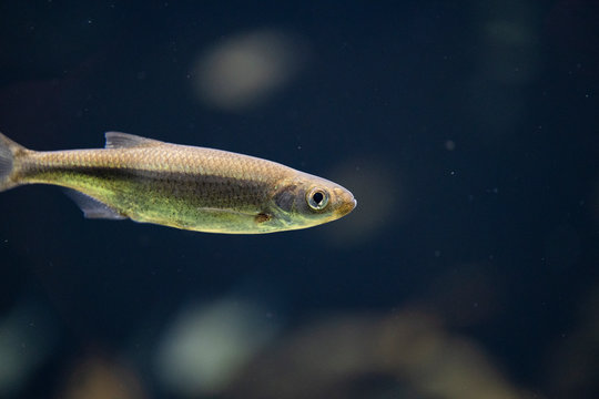 Chondrostoma nasus underwater, Chondrostoma nasus simming underwater