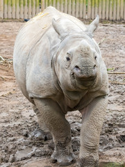 Young male Indian or greater one-horned rhino