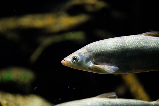 Alburnus chalcoides underwater, Bley chalcoides swimming underwater