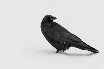Fototapeta premium Raven