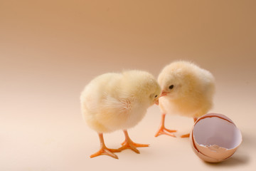 Image of three newborn fluffy fledgling chicken next to the eggshell.