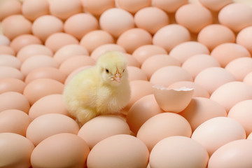 Image of a large group of chicken eggs and one newborn chicken among it.