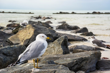 Bird on rocks at beach