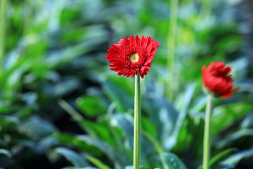 Chrysanthemum flowers in the garden
