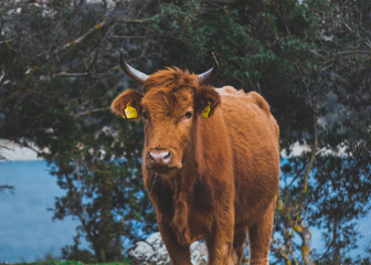 Single cow portrait on the countryside of Greece.