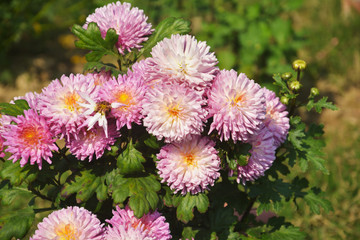 Fototapeta premium Close up of beautiful chandramallika, scientific name chrysanthemums, chrysanths, asteraceae growing on earthen pots in an open garden, selective focusing