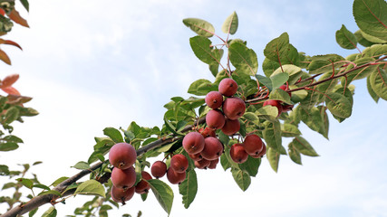 Begonia fruit on the branch