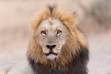 Fototapeta na wymiar Male lion portrait in the wilderness, single male lion Africa