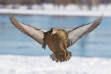 Mallards in winter