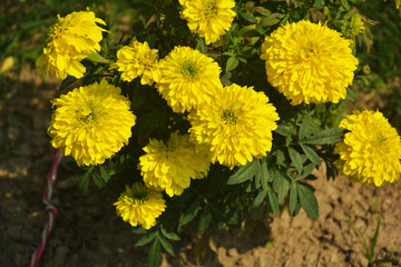 Close up of Indian inca genda marigold flowers growing in a garden with green leaves, selective focusing