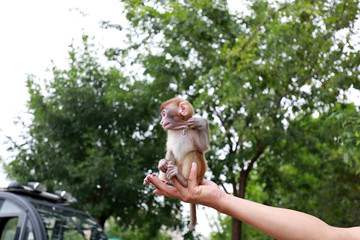 A pet monkey plays on its owner, Luannan County, Hebei Province, China