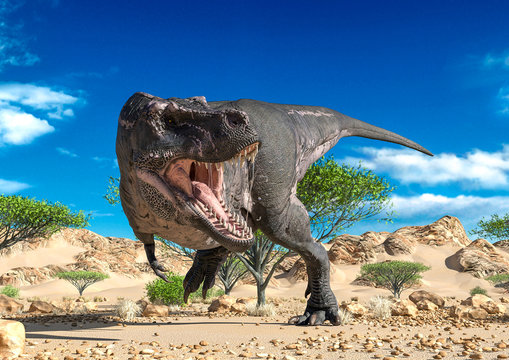 Tyrannosaurus Alone On Desert Looking For Food