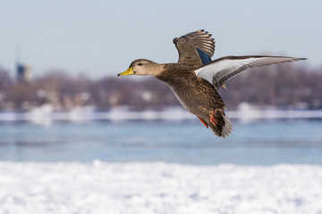 American black duck (Anas rubripes) in winter