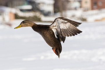 American black duck (Anas rubripes) in winter