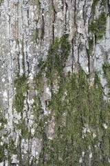 Obraz premium Baumrinde mit Moos