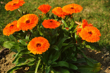 Close up of  red cosmos sulphureus flower plants with buds and green leaves growing in the garden, selective focusing 
