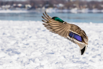 Mallards in winter