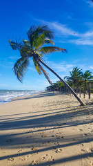 palm tree on the beach