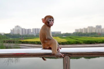 Pet monkeys play on stainless steel railings