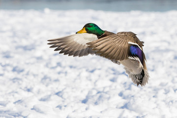 Obraz premium Mallards in winter
