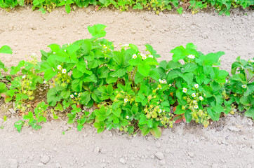 Panoramic row of strawberries plants with blossom flowers lead to horizontal in Washington, US