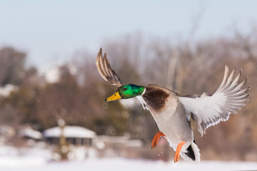Obraz premium Mallards in winter