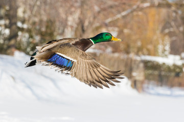 Obraz premium Mallards in winter